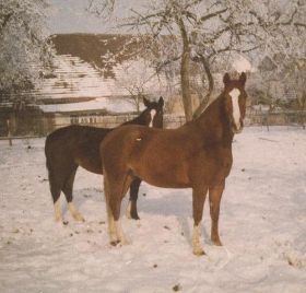 Aufmerksam im Schnee